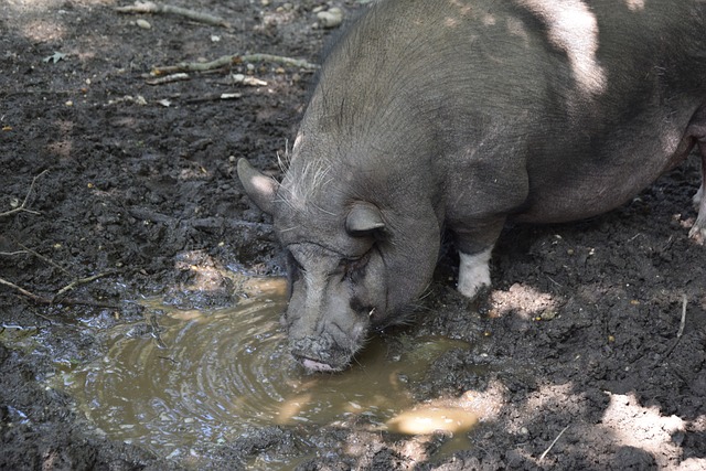 虎扑体育官方:王曼昱率领鲁能晋级决赛,将与深圳大学队争夺乒超女团冠军澎湃新闻.
